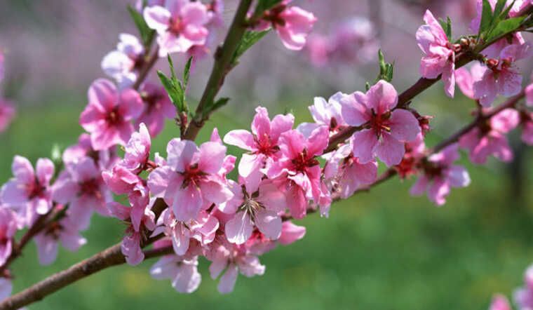 peach blossom