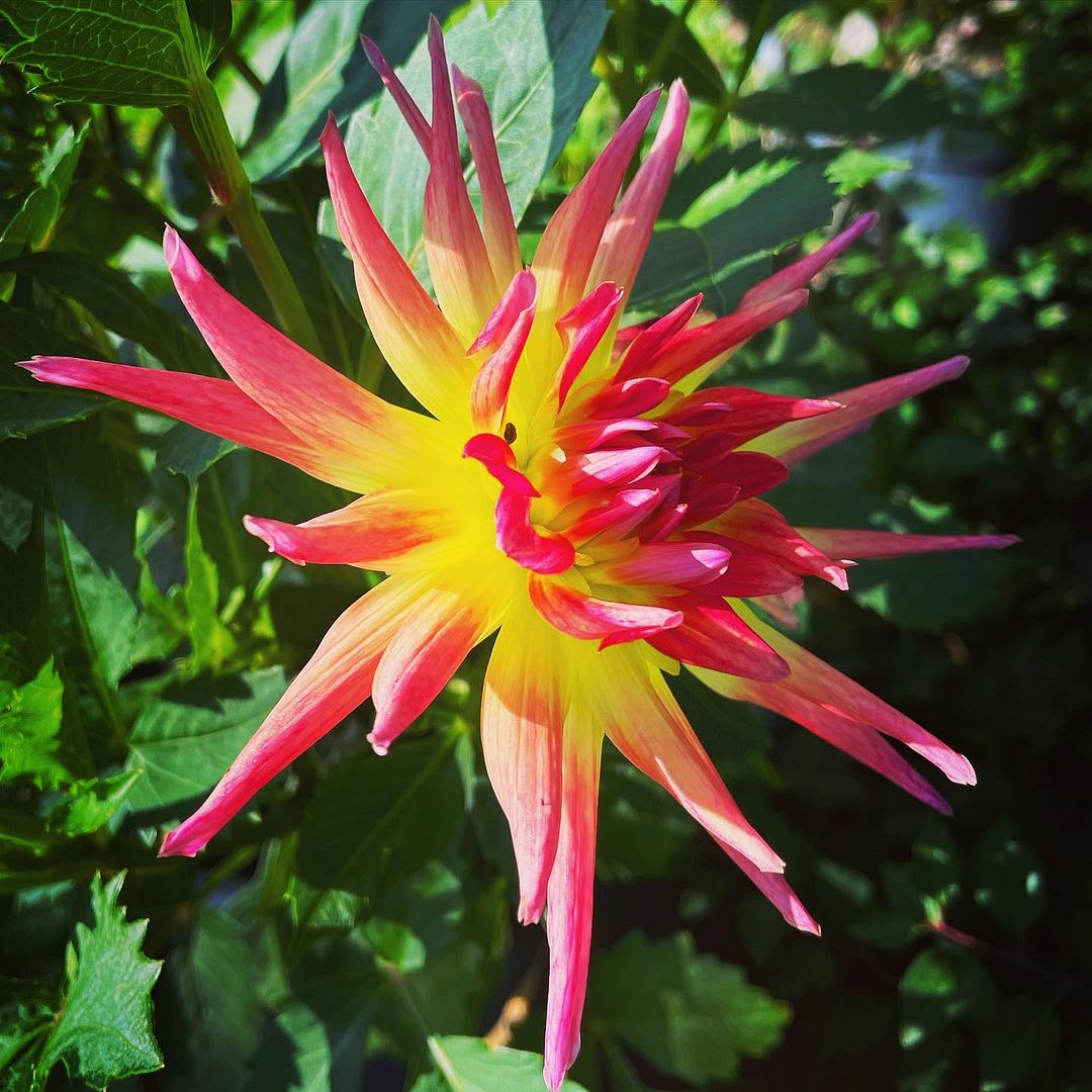 Dahlia