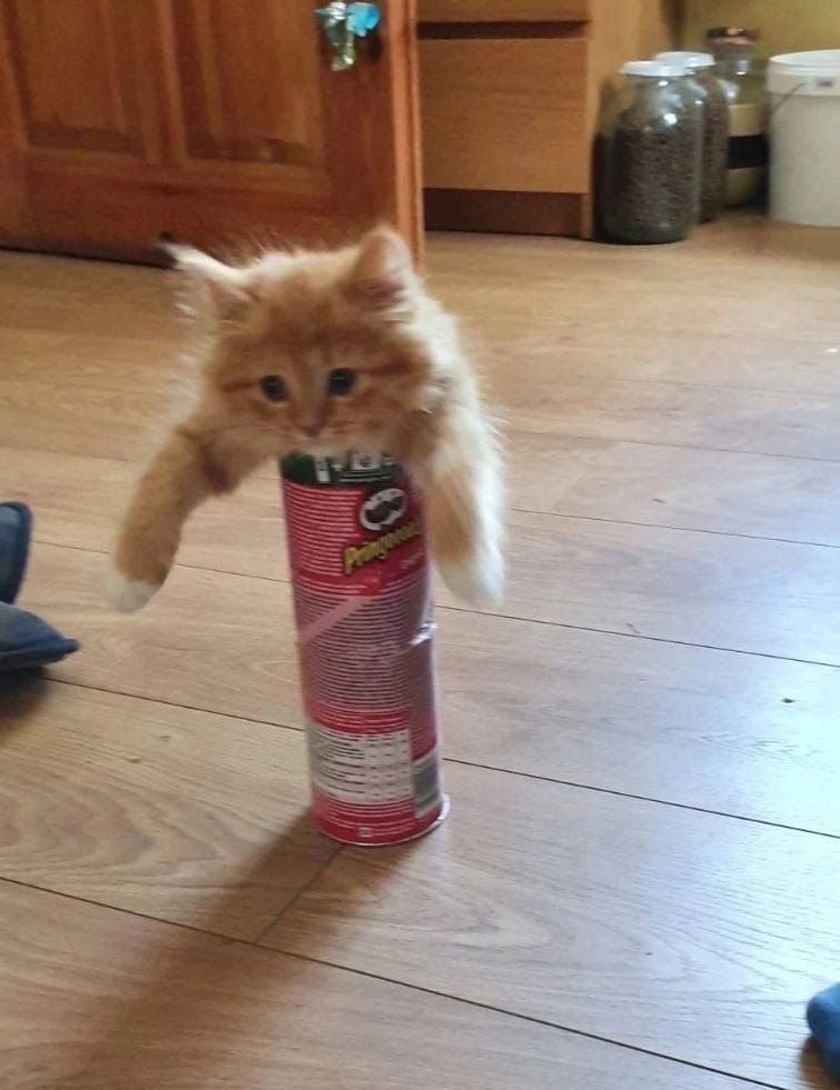 Сat in a box of Pringles