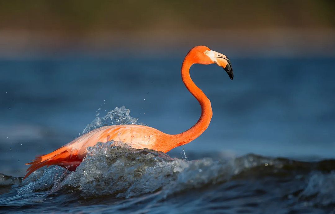 flamingo-sea-wave-splash-wildlife