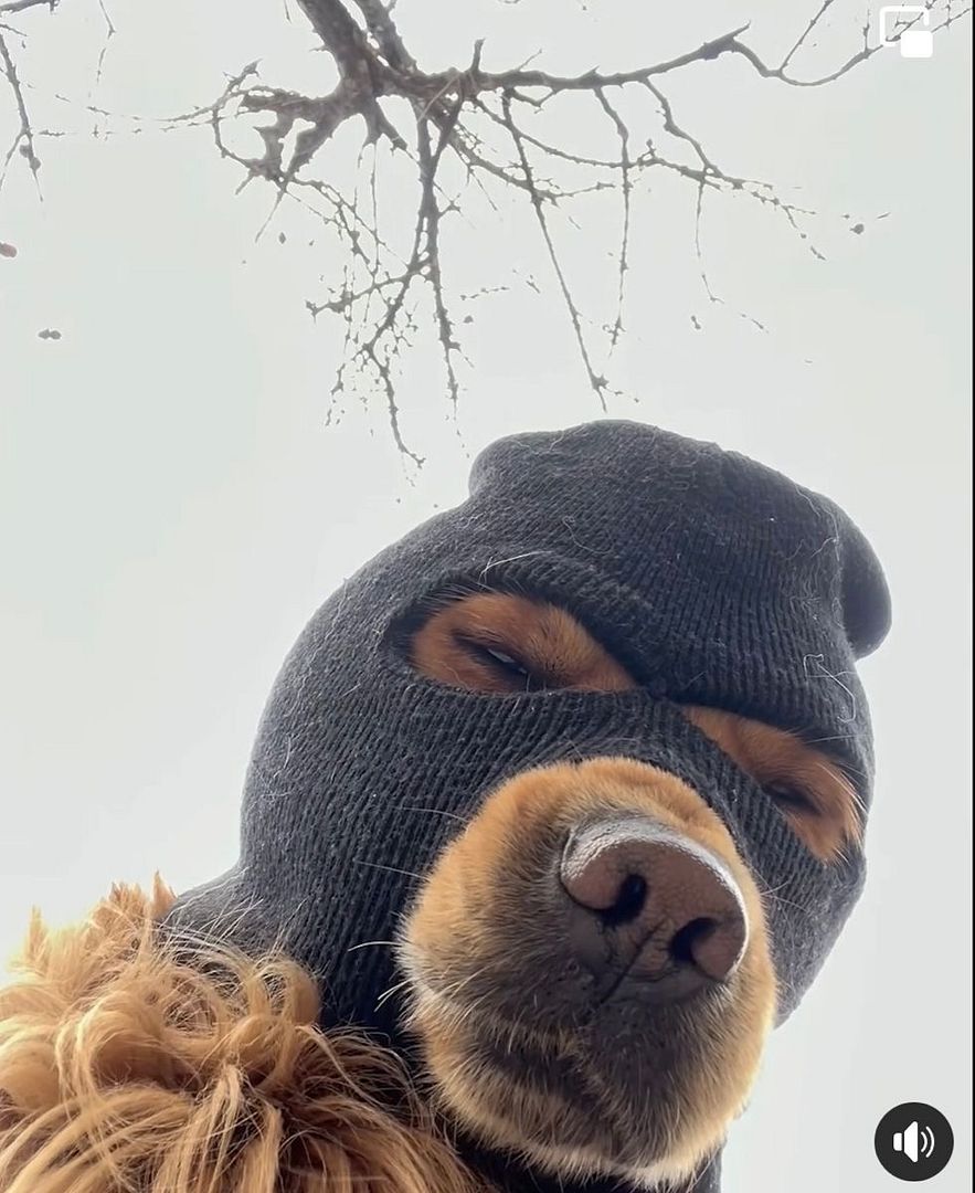 Gangsta dog