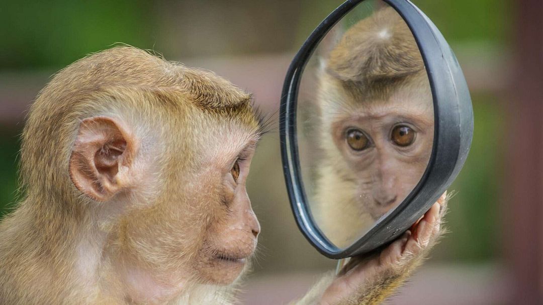 Monkey on mirror