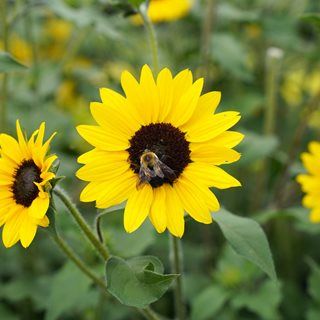 bees in flowers