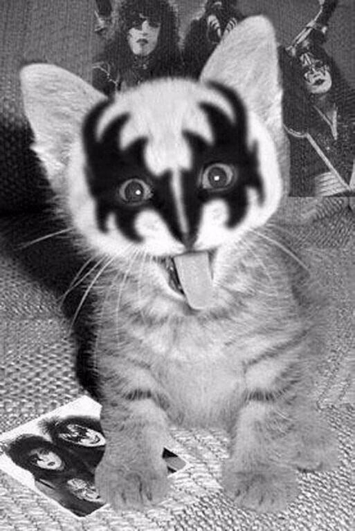 goth kitten