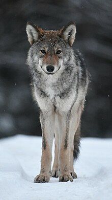 Eastern_wolf_in_Algonquin_Provincial_Park_01