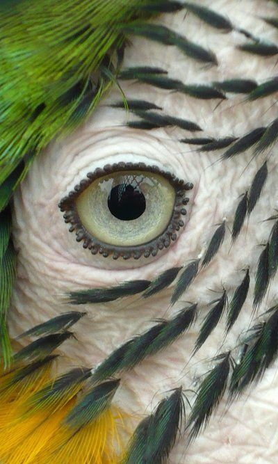 Parrot_s-Eye