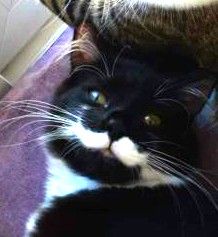 Moustache Cat