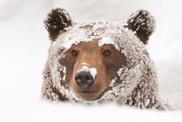 Cold bear