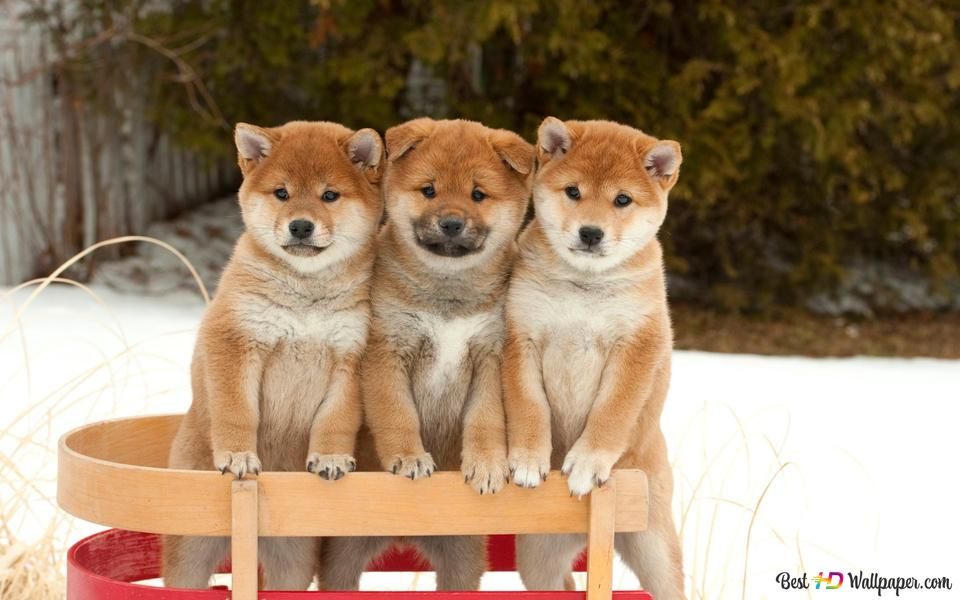 shiba-inu-puppies-wallpaper-960x600_1