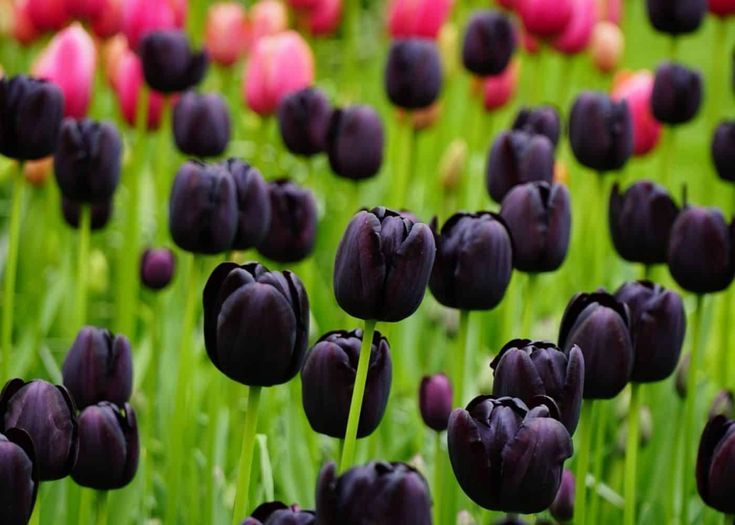 black tulips