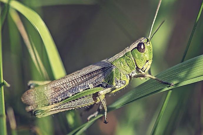 cicada