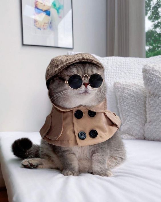 Stylish Cat