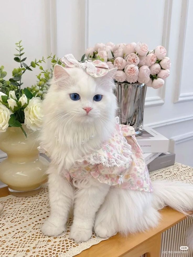 Cute Ragdoll