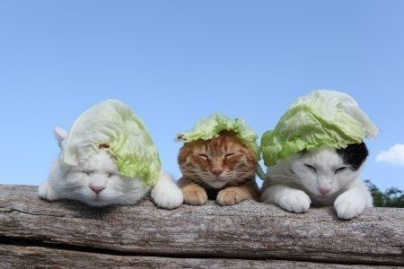 Lettuce hat