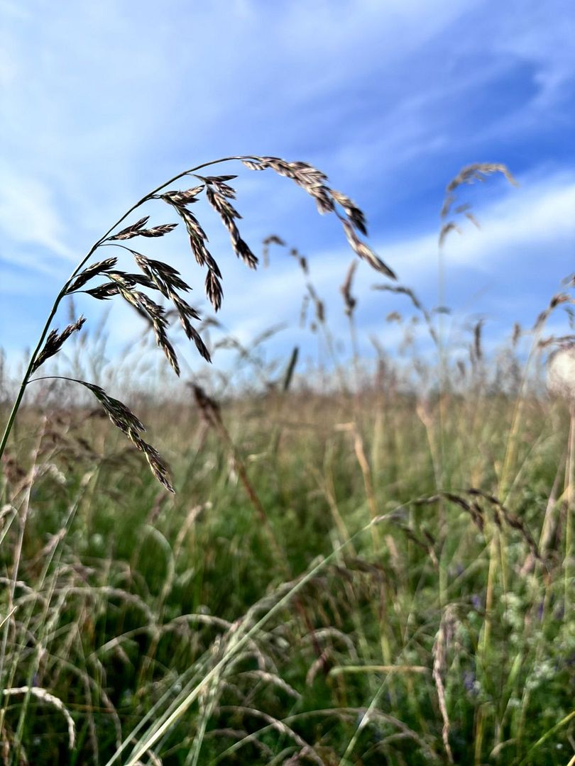 touch grass with me