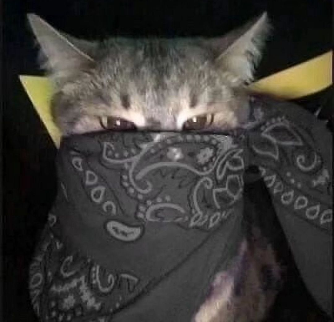 Bandito Cat