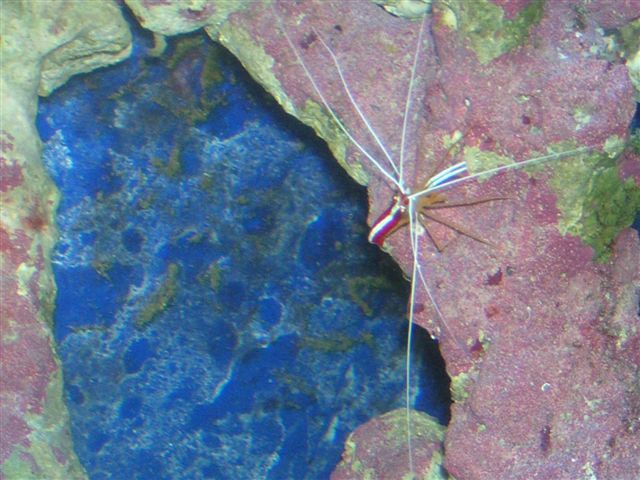 Cleaner Shrimp