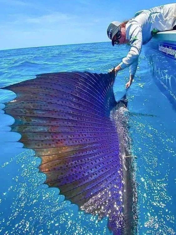 Sailfish