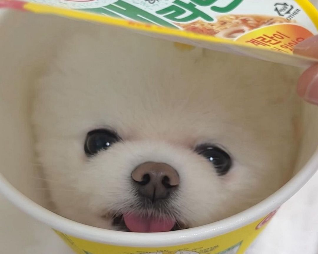 Noodle Dog