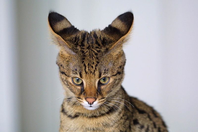 Savannah_Cat_closeup