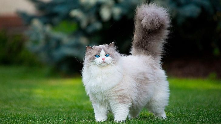 Fluffy cat