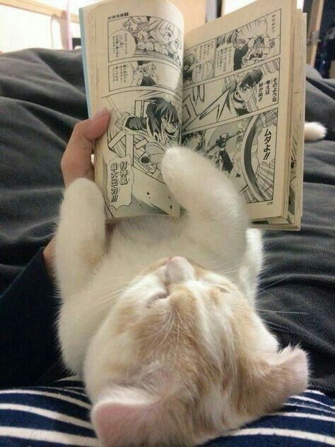 Cat reads manga