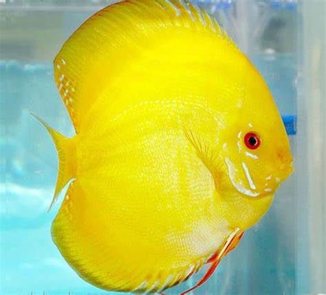 Discus Lemon