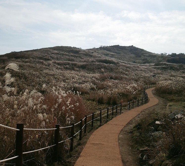 a field of reeds in Suncheon Bay