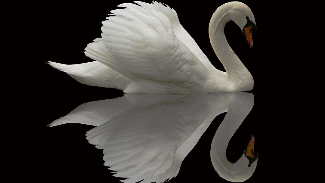 Swan