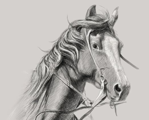 horse9