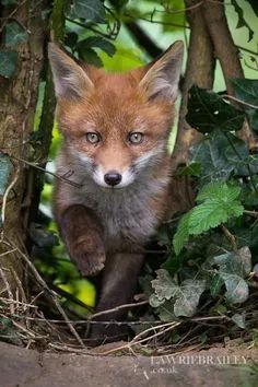 baby fox