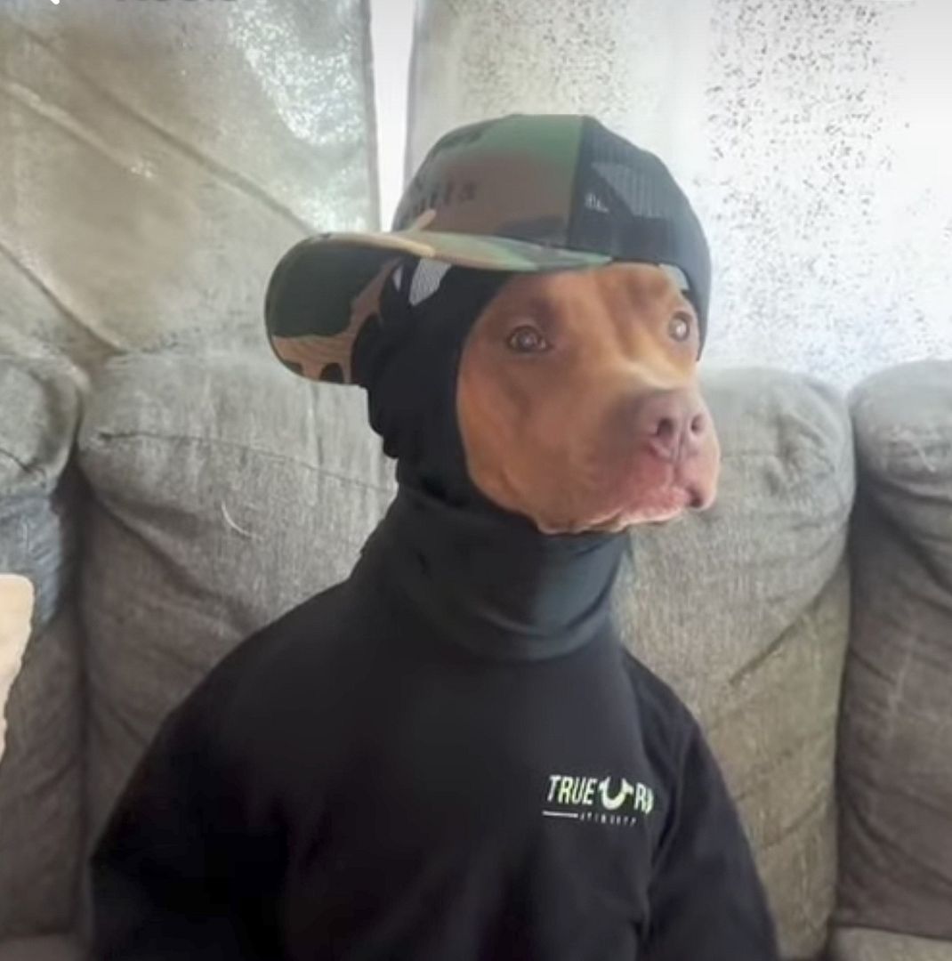 Dogwifhat