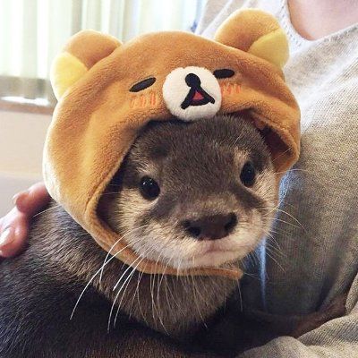 Otter