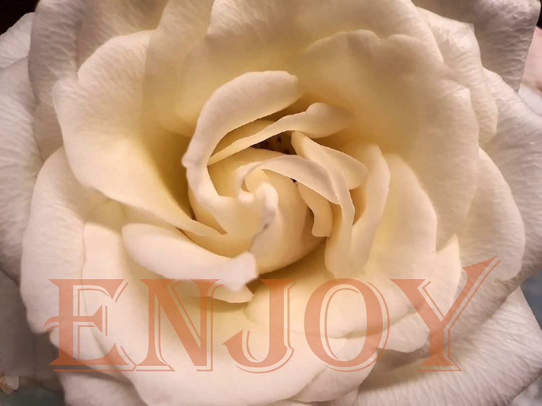 ENJOY rose