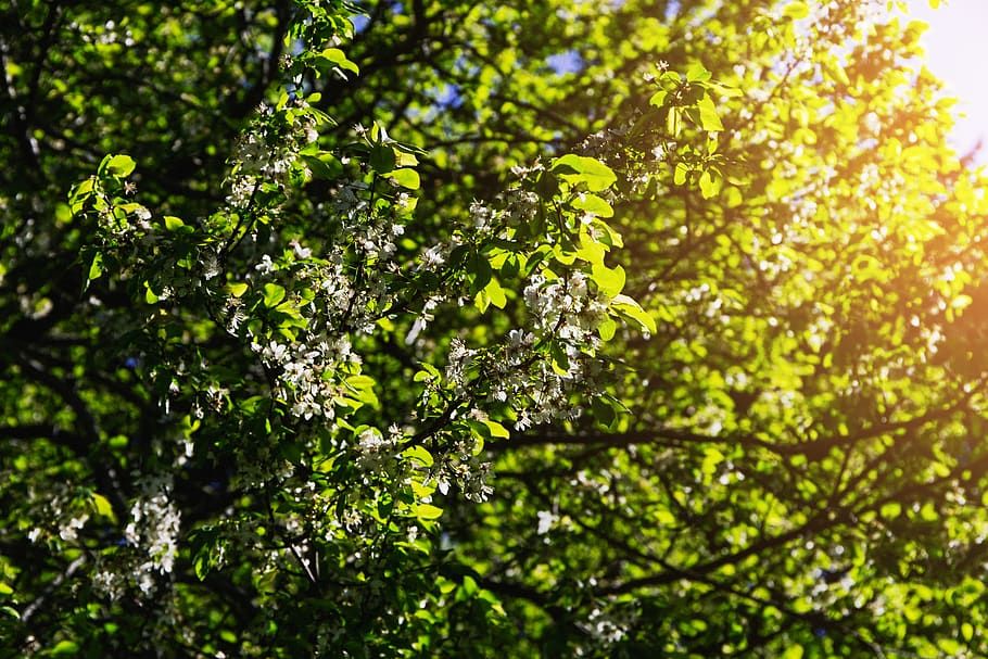 allgau-lakes-forest-spring