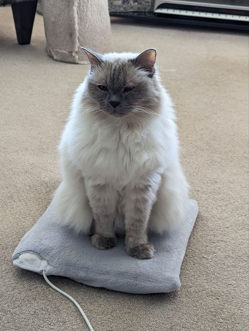 Morning routine - heat mat