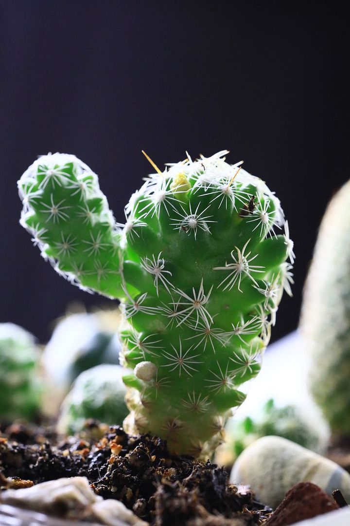 cactus2