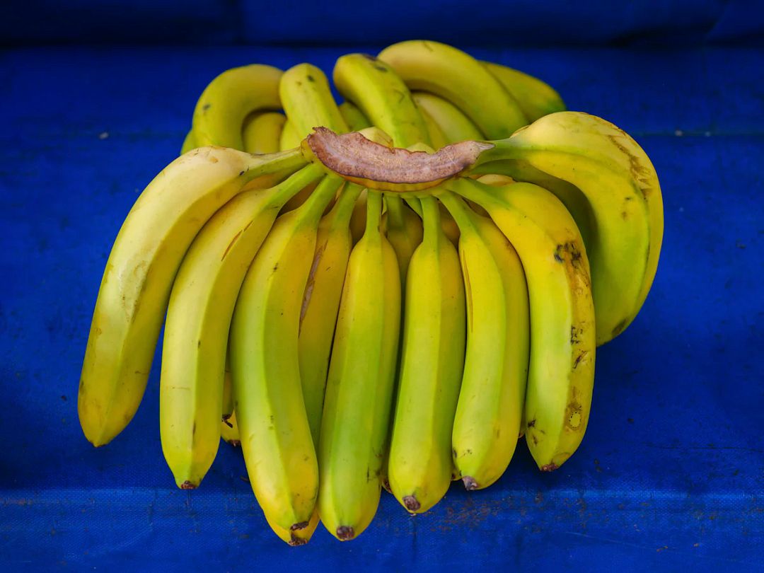 banana_20240819