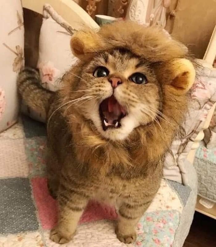 Lioncat