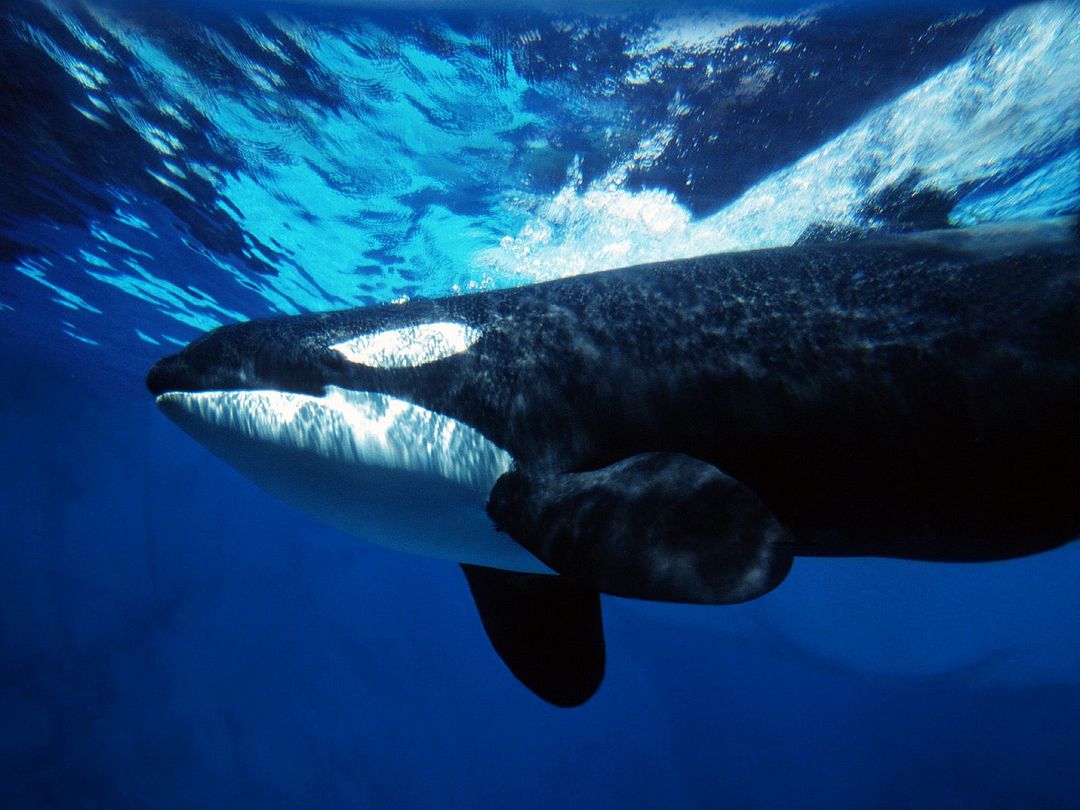 Orca Whale Underwater