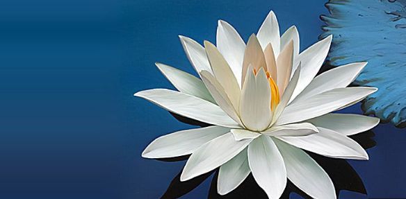 white lotus