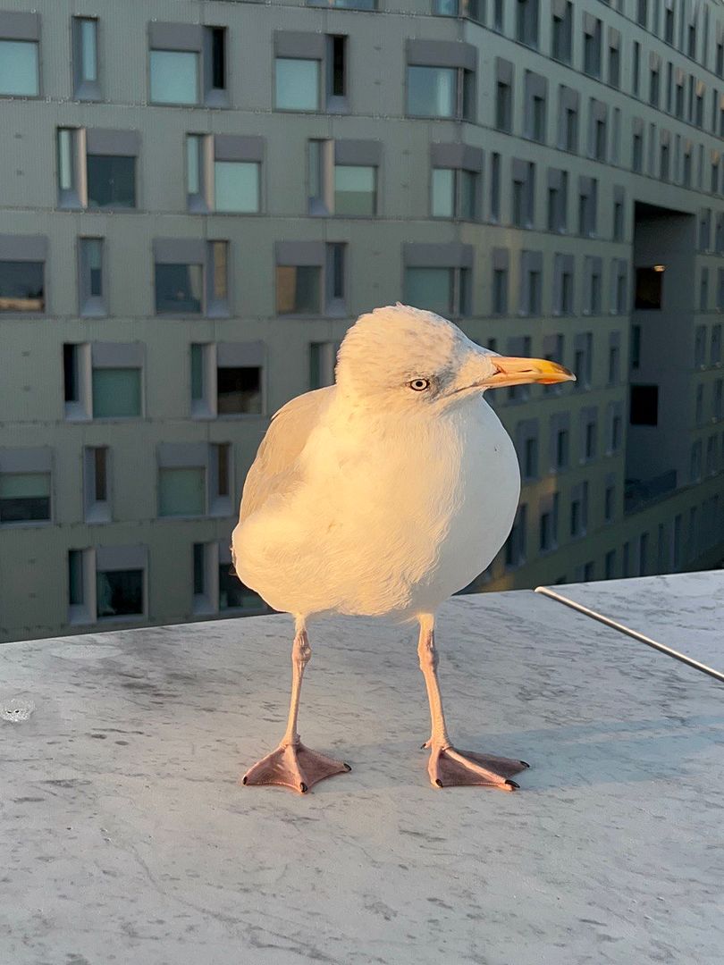 Seagull