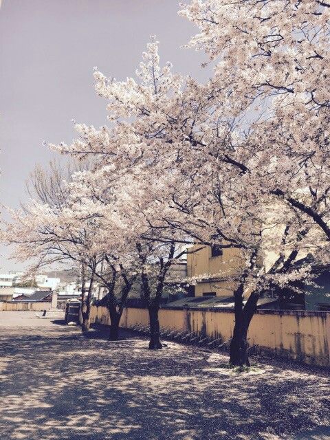 cherry blossoms