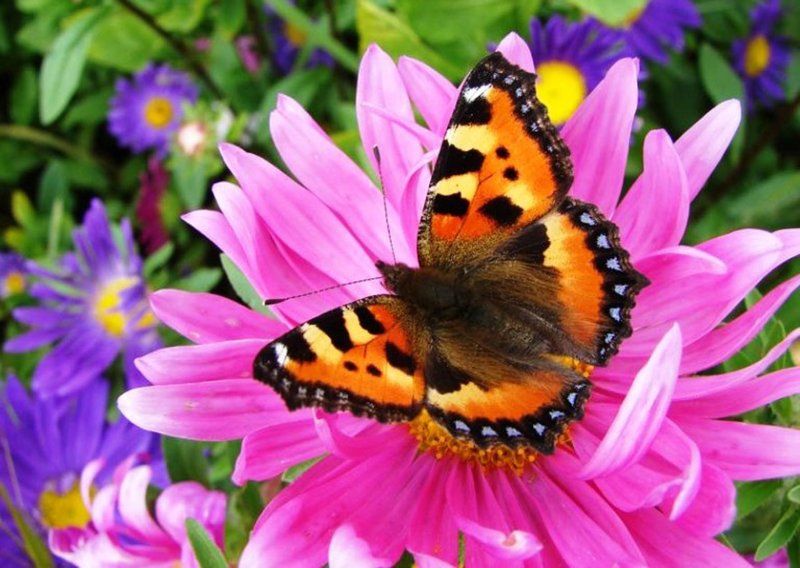 Flowers and butterfly