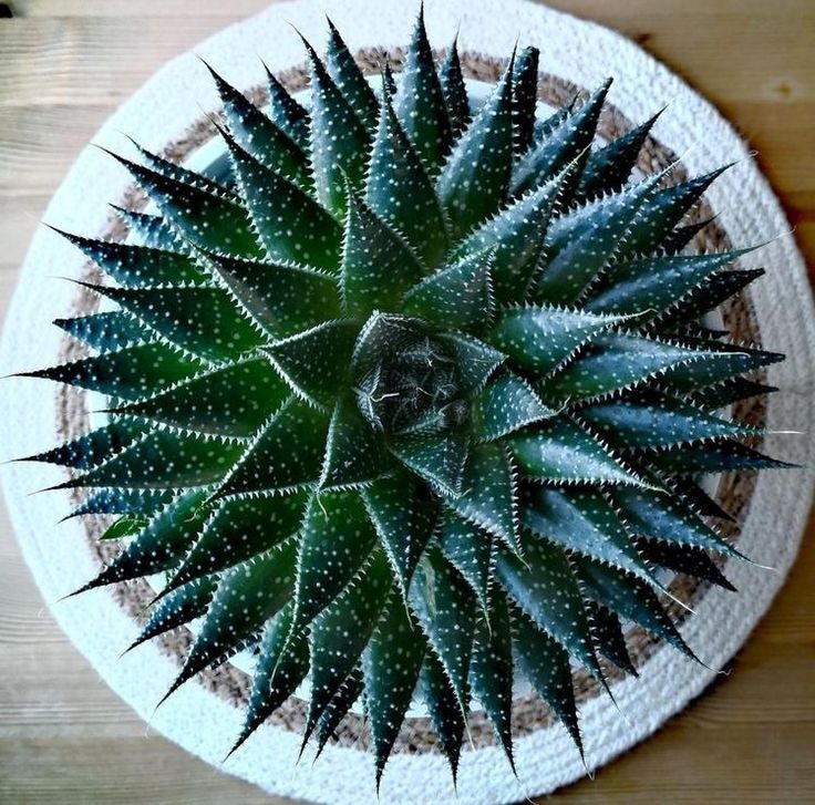 Aloe