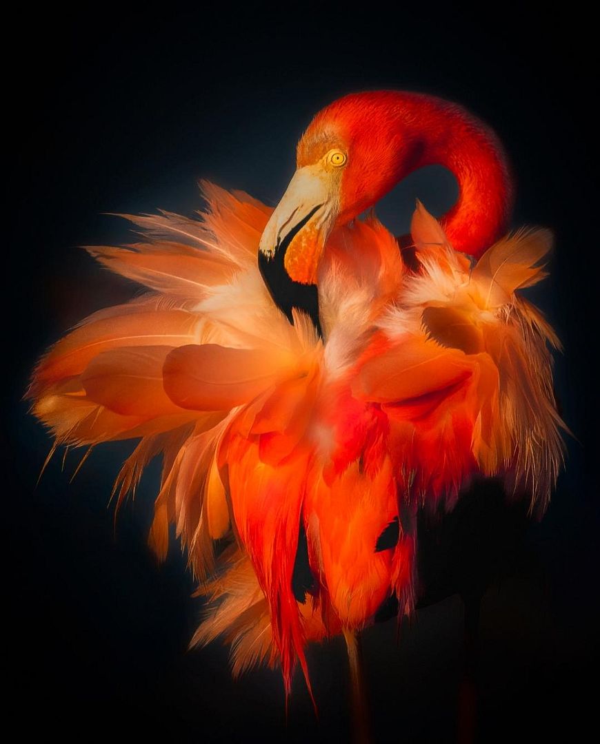 Flamboyant Flamingo