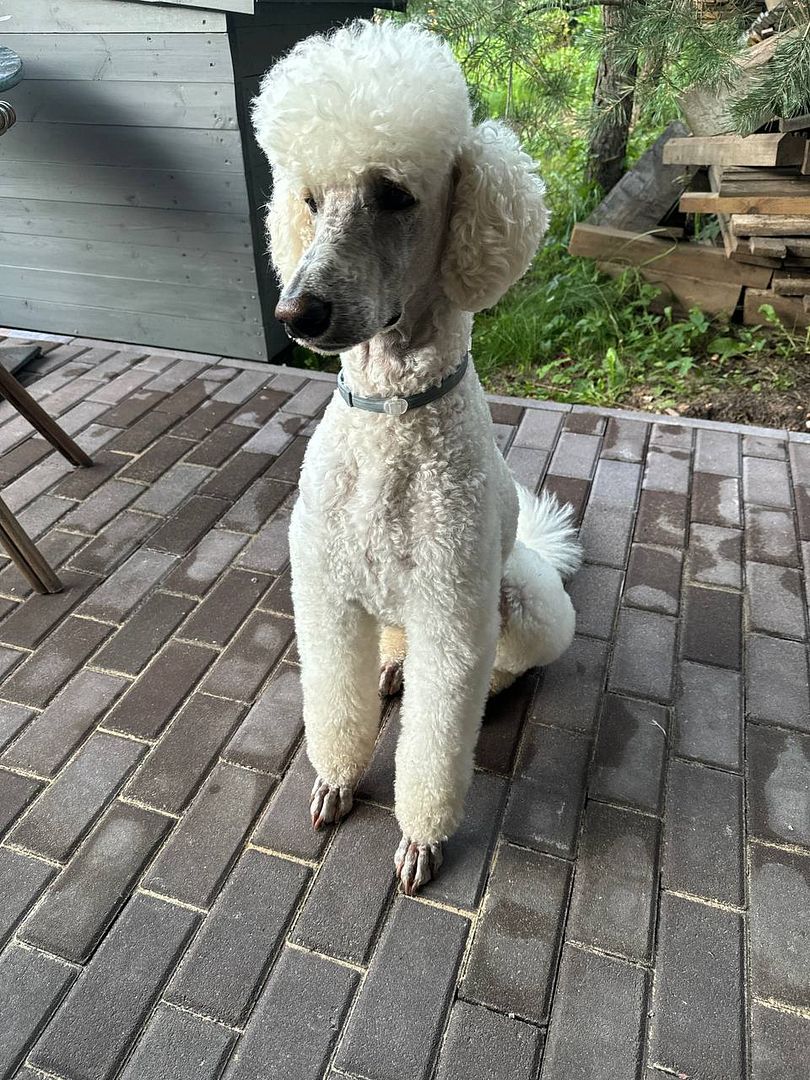 Poodle. His name is Mickey