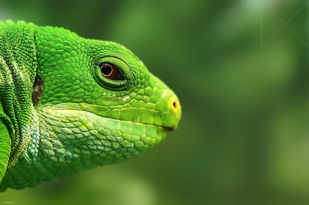 Green Lizard