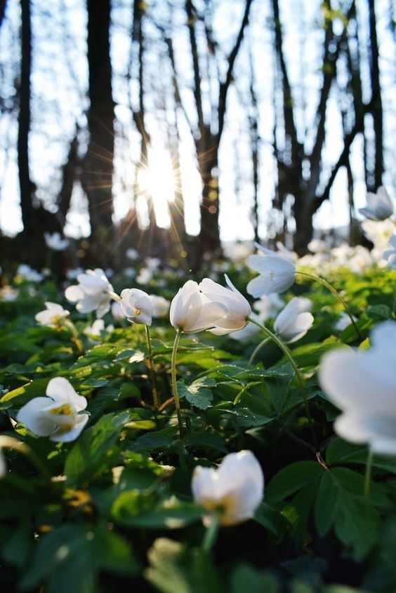 flowers and trees