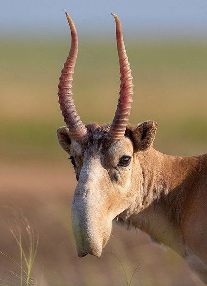 Saiga